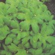 Hydrastis canadensis - Гидрастис